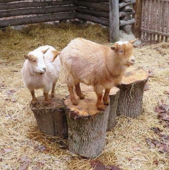 Maple Syrup Family Day - Goats